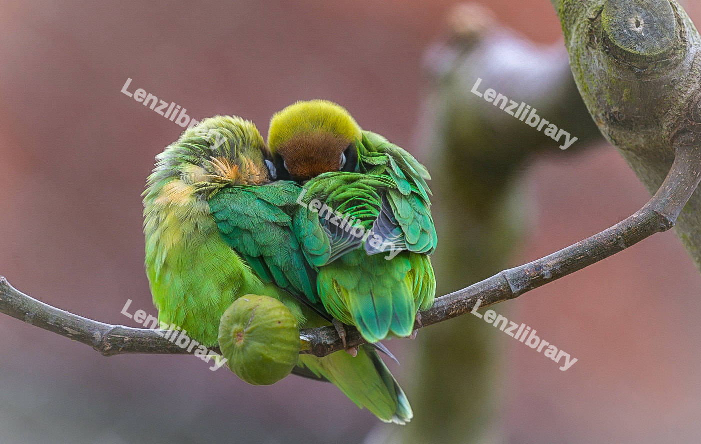 A pair of Lilians lovebird sleeping